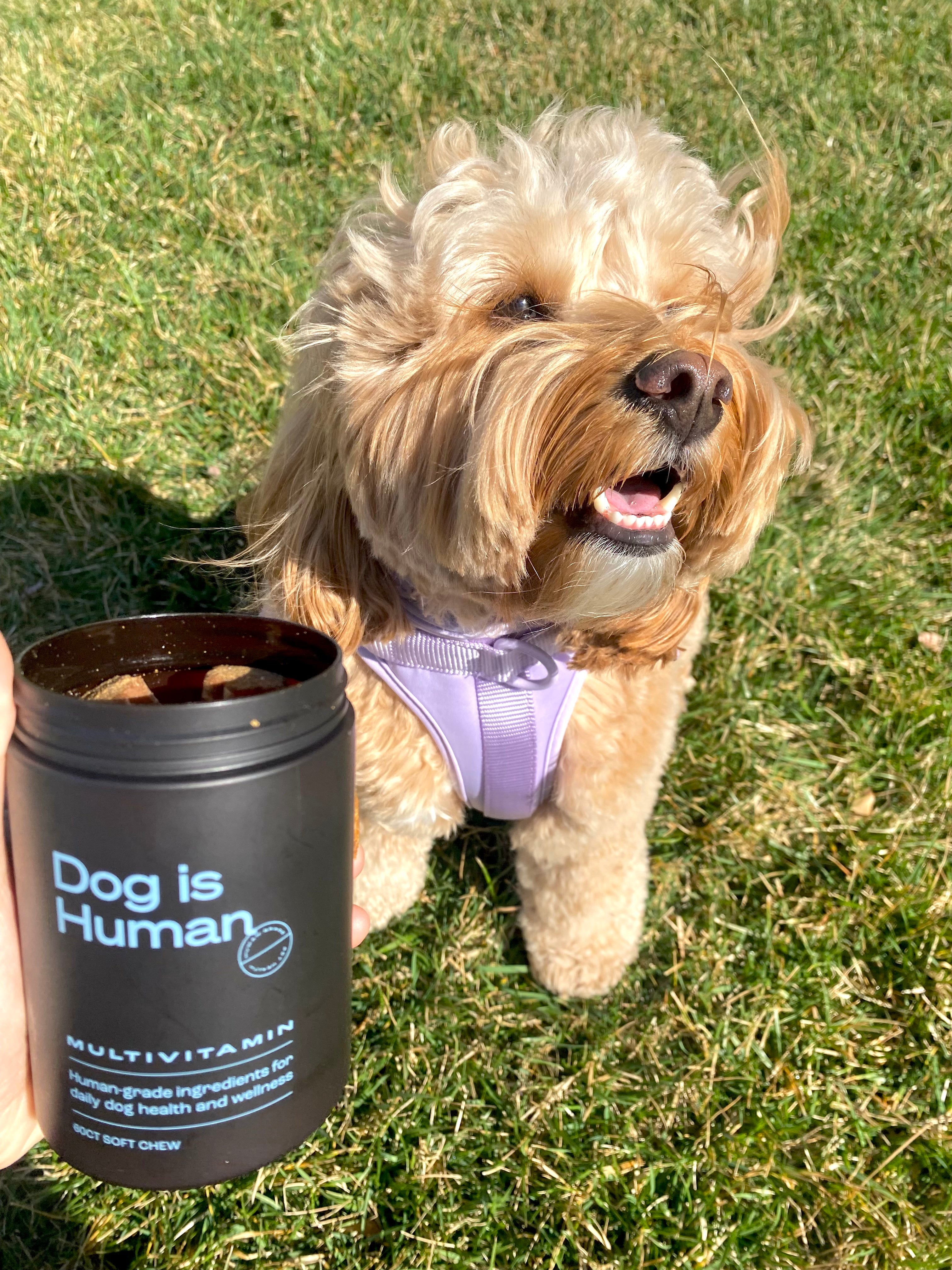 A smiling, happy-looking Cockapoo with a purple harness stands on grass and is looking off to the right. An open jar of dog multivitamins is held to the left of the front of the Cockapoo by an offscreen dog owner.